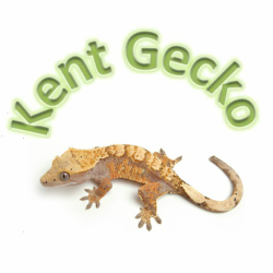 Kent Gecko