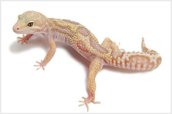 leopard gecko albino